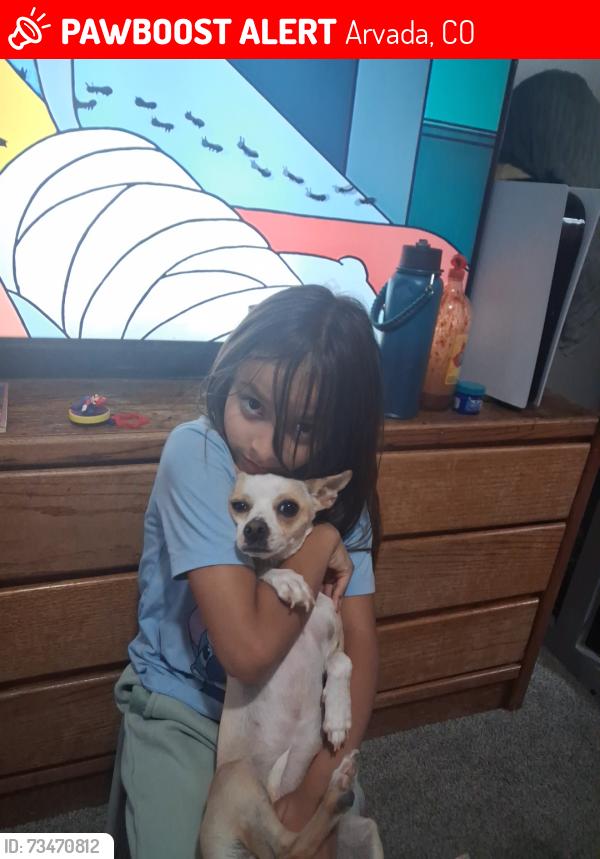 Lost Female Dog last seen Harlan. And 80th, Arvada, CO 80003