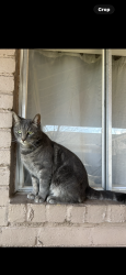 Lost Male Cat last seen Cook, Houston, TX 77099
