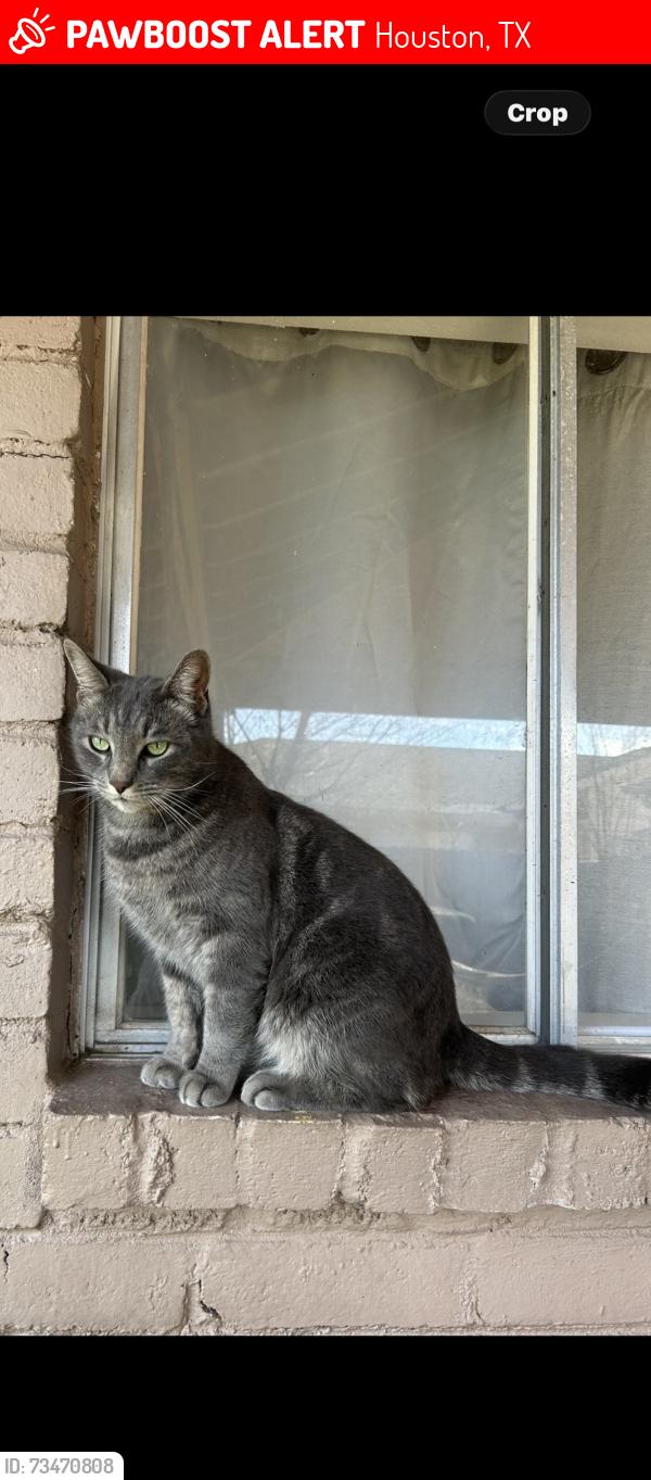 Lost Male Cat last seen Cook, Houston, TX 77099
