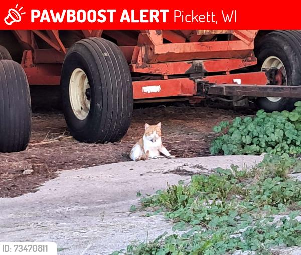 Lost Unknown Cat last seen Pickett, Pickett, WI 54964