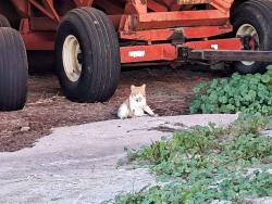 Lost Unknown Cat last seen Pickett, Pickett, WI 54964