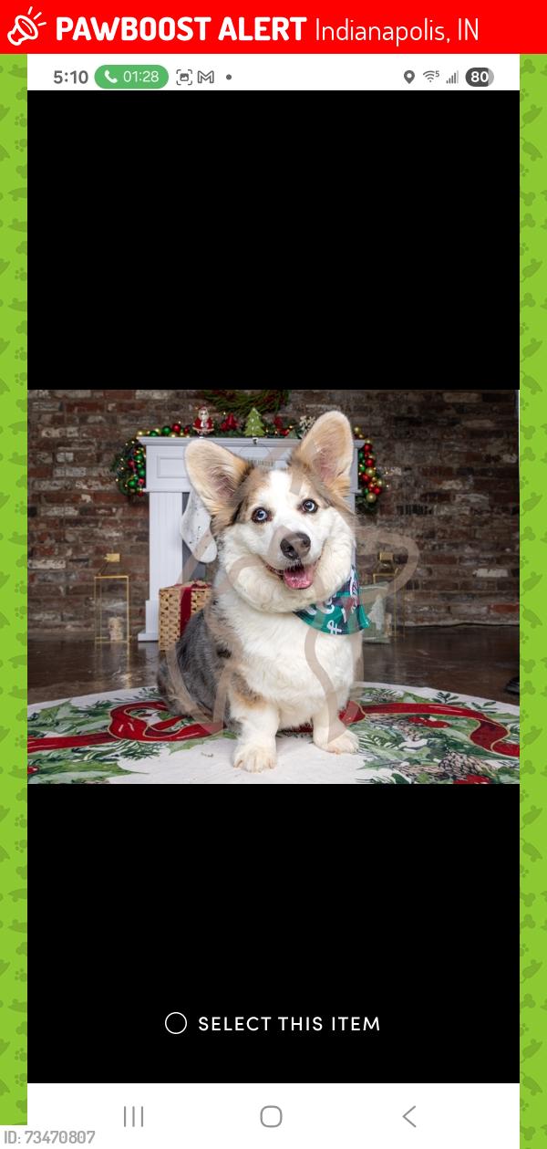 Lost Male Dog last seen Salem and 38th, Indianapolis, IN 46208