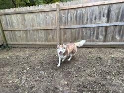 Lost Female Dog last seen West 75th Street & Quivira Road, Shawnee, Ks, Usa, Shawnee, KS 66203