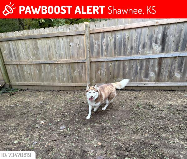 Lost Female Dog last seen West 75th Street & Quivira Road, Shawnee, Ks, Usa, Shawnee, KS 66203
