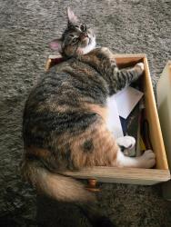 Reunited Female Cat last seen Cambridge st, Garden City, MI 48135