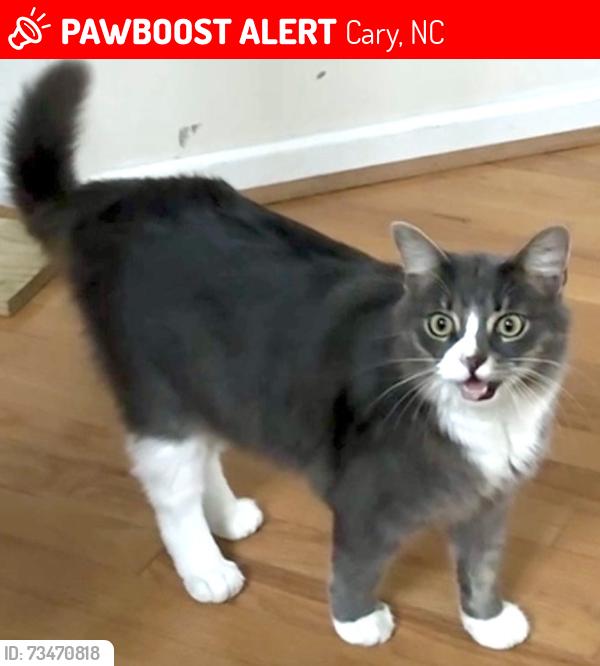 Lost Male Cat last seen Council Gap Court and Timber Hitch Rd, Cary, NC 27513