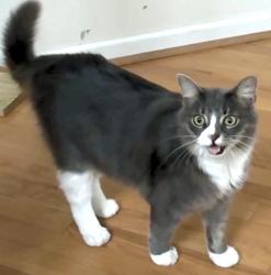 Lost Male Cat last seen Council Gap Court and Timber Hitch Rd, Cary, NC 27513