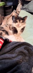 Reunited Female Cat last seen Near W 5100 S, Kearns, UT 84118