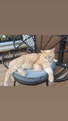 Lost Male Cat last seen Near Halls Drive, Elora, Centre Wellington, ON N0B 1S0