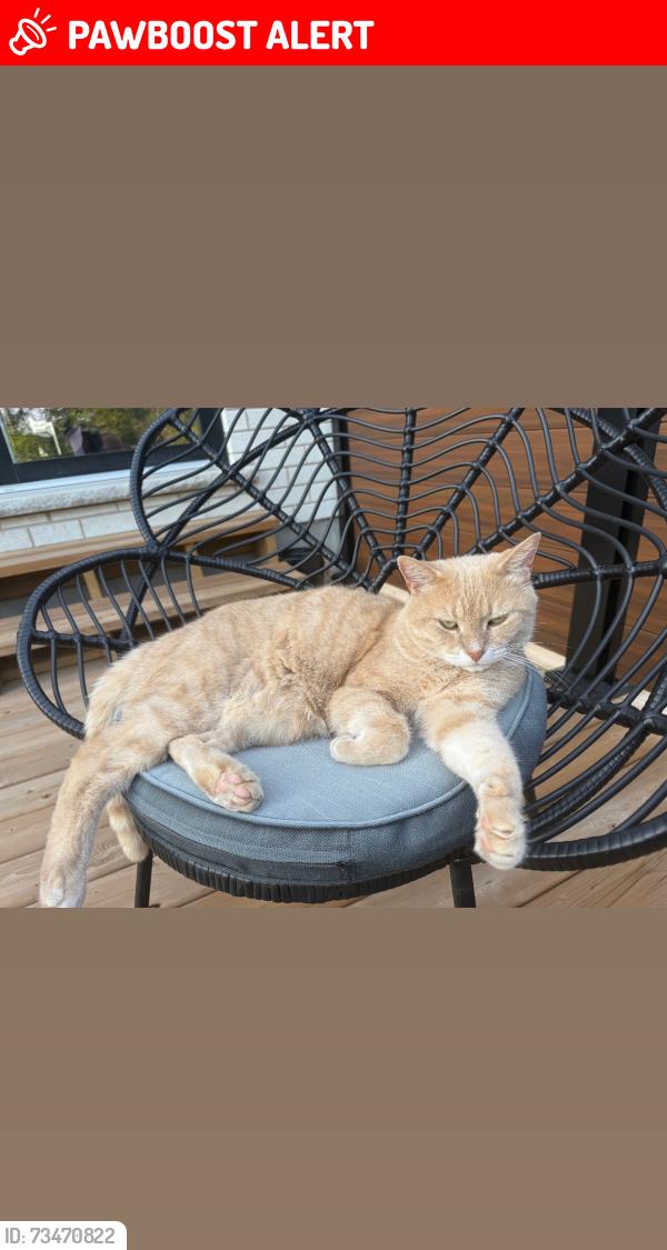 Lost Male Cat last seen Near Halls Drive, Elora, Centre Wellington, ON N0B 1S0