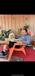 Lost Male Dog last seen garciaalberto529@yahoo.com, Miramar, FL 33025