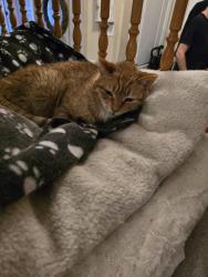 Lost Male Cat last seen Jane Street and Tierra Ave, Vaughan, ON 