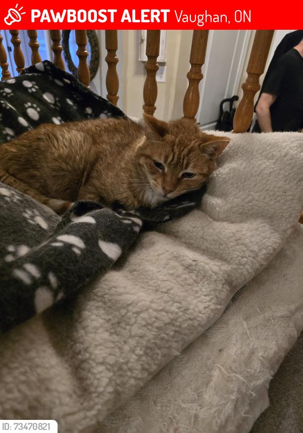 Lost Male Cat last seen Jane Street and Tierra Ave, Vaughan, ON 