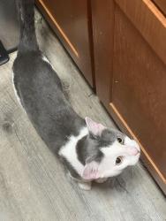 Lost Male Cat last seen Near 5912 14th st, Washington, DC 20011
