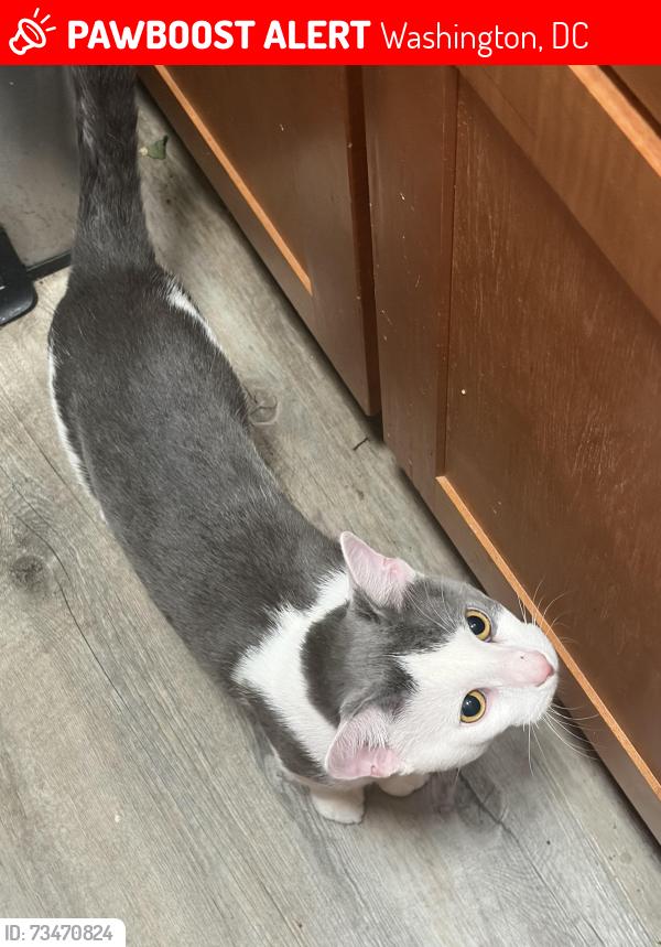 Lost Male Cat last seen Near 5912 14th st, Washington, DC 20011
