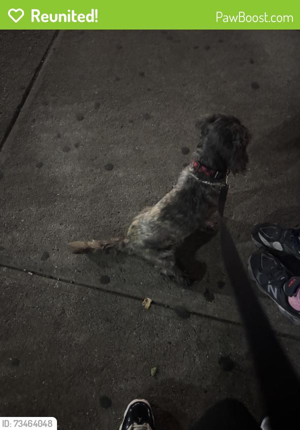 Reunited Male Dog last seen mrytle ave, lewis ave, flushing ave, vernon ave, mrytle & broadway train station,, Brooklyn, NY 11206