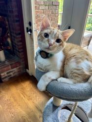 Lost Male Cat last seen Near Cambridge Court, Crestwood, KY, Crestwood, KY 40014