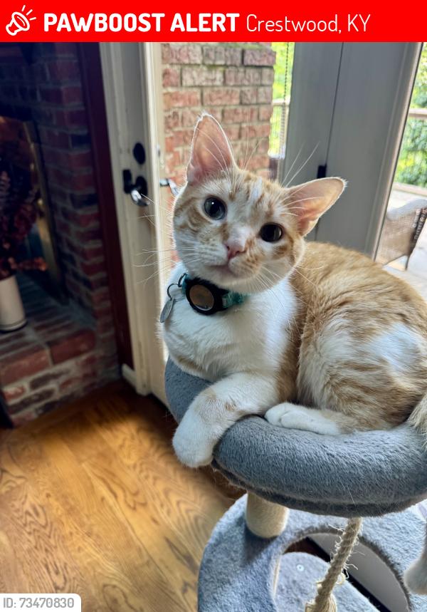 Lost Male Cat last seen Near Cambridge Court, Crestwood, KY, Crestwood, KY 40014