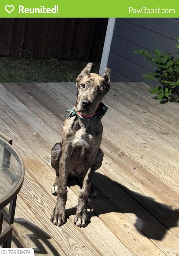 Reunited Male Dog last seen Lucy st Dallas tx 75217, Dallas, TX 75217