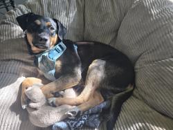 Reunited Male Dog last seen Dimond and Victor, Anchorage, AK 99515
