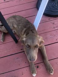 Found/Stray Female Dog last seen Near Mormon Temple Oakland CA, Oakland, CA 94602