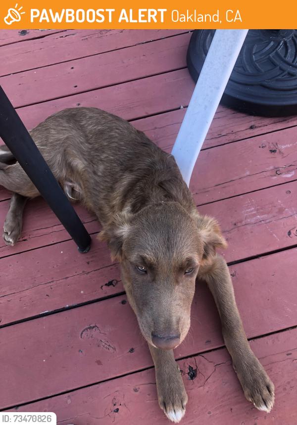Found/Stray Female Dog last seen Near Mormon Temple Oakland CA, Oakland, CA 94602
