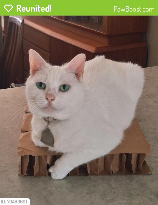 Reunited Female Cat last seen Griffith Rd & Hyde Place Circle, Winston-Salem, NC 27103
