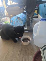 Found/Stray Female Cat last seen Chandler Blvd and Rural rd., Chandler, AZ 85226