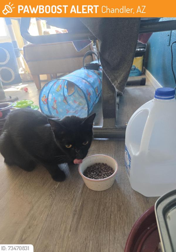 Found/Stray Female Cat last seen Chandler Blvd and Rural rd., Chandler, AZ 85226