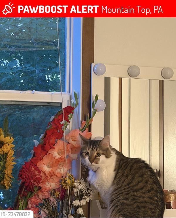 Lost Male Cat last seen Near valley stream trailer park, Mountain Top, PA 18707