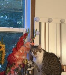Lost Male Cat last seen Near valley stream trailer park, Mountain Top, PA 18707