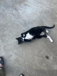 Found/Stray Female Cat last seen First and Herndon, Fresno, CA 93720