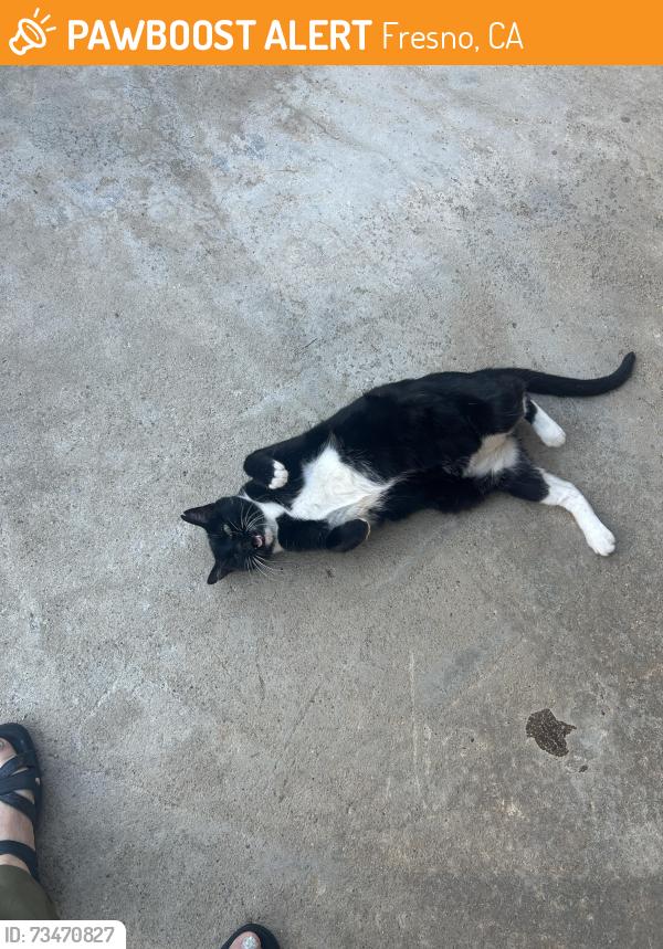 Found/Stray Female Cat last seen First and Herndon, Fresno, CA 93720