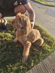 Reunited Unknown Dog last seen Goodnight Ln/ Garden Valley, Waxahachie, TX 75165