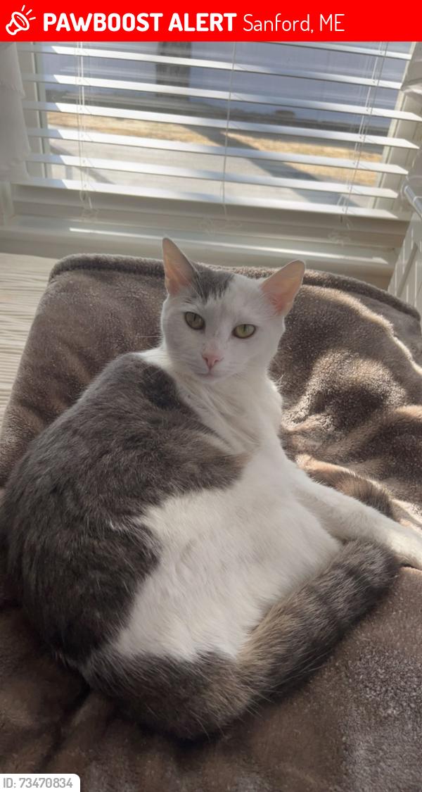 Lost Female Cat last seen Lives near McDonald’s/jerry market. She roams the neighborhood between Clinton and Essex street., Sanford, ME 04073
