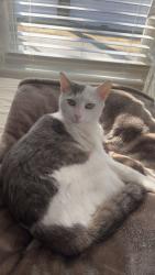 Lost Female Cat last seen Lives near McDonald’s/jerry market. She roams the neighborhood between Clinton and Essex street., Sanford, ME 04073