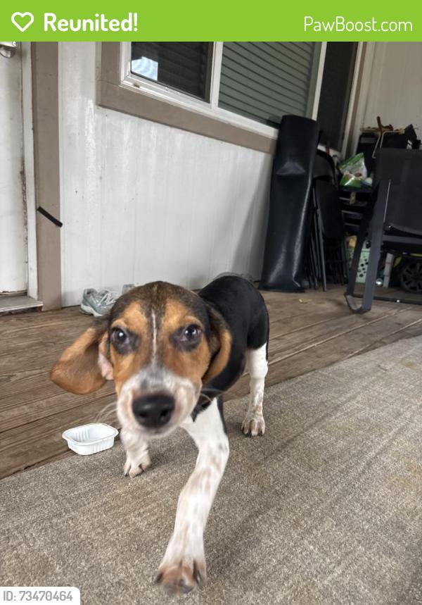 Reunited Male Dog last seen Spanish needle & greenhouse, Houston, TX 77084