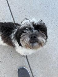 Found/Stray Male Dog last seen Moneda and Juniper, Albuquerque, NM 87120