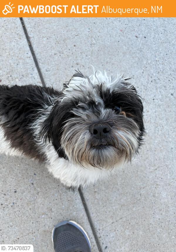 Found/Stray Male Dog last seen Moneda and Juniper, Albuquerque, NM 87120