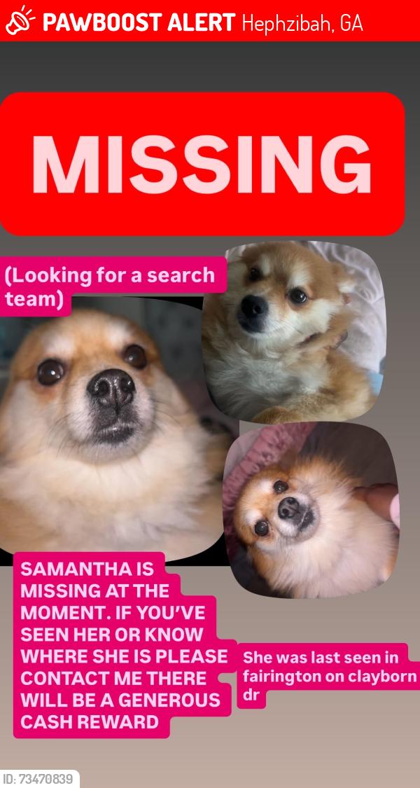 Lost Female Dog last seen Near fairington dr, Hephzibah, GA 30815