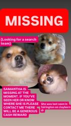 Lost Female Dog last seen Near fairington dr, Hephzibah, GA 30815
