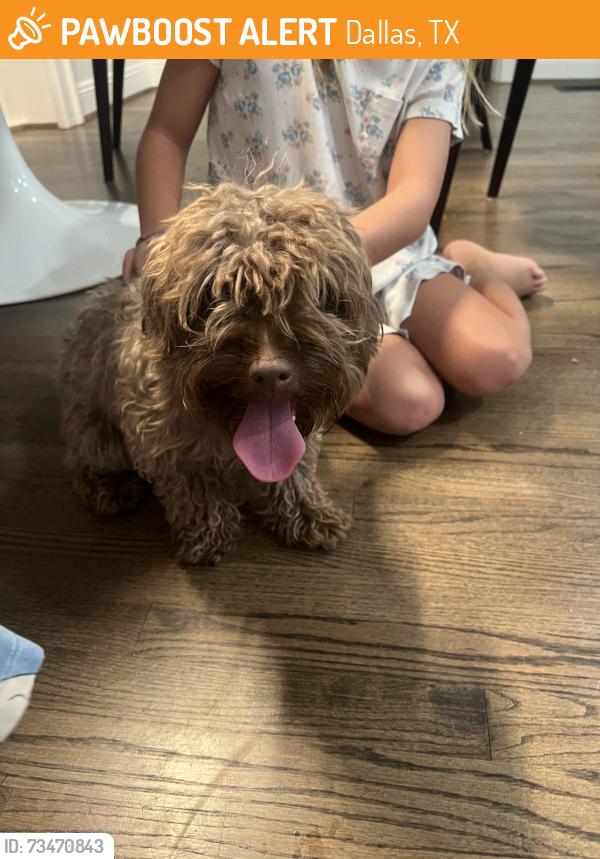 Found/Stray Unknown Dog last seen Northwest Highway and Shadywood Ln, Dallas, TX 75209