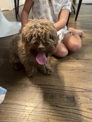 Found/Stray Unknown Dog last seen Northwest Highway and Shadywood Ln, Dallas, TX 75209