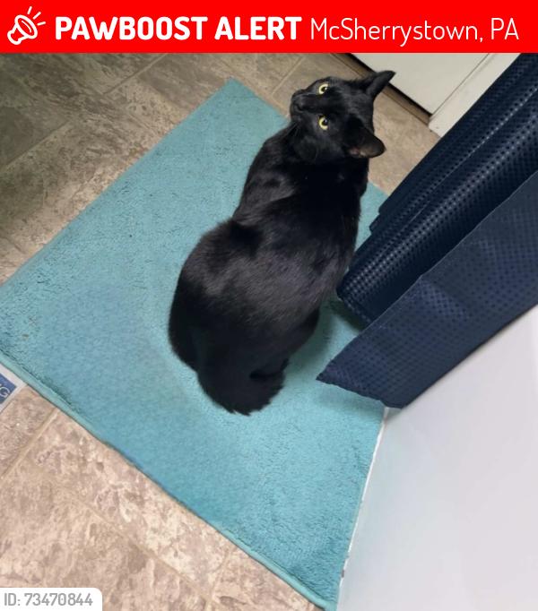 Lost Male Cat last seen Between North oxford avenue and ridge avenue mcsherrystown, McSherrystown, PA 17331