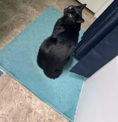 Lost Male Cat last seen Between North oxford avenue and ridge avenue mcsherrystown, McSherrystown, PA 17331