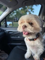 Reunited Male Dog last seen Broad St and Middle TN, Murfreesboro, TN 37132