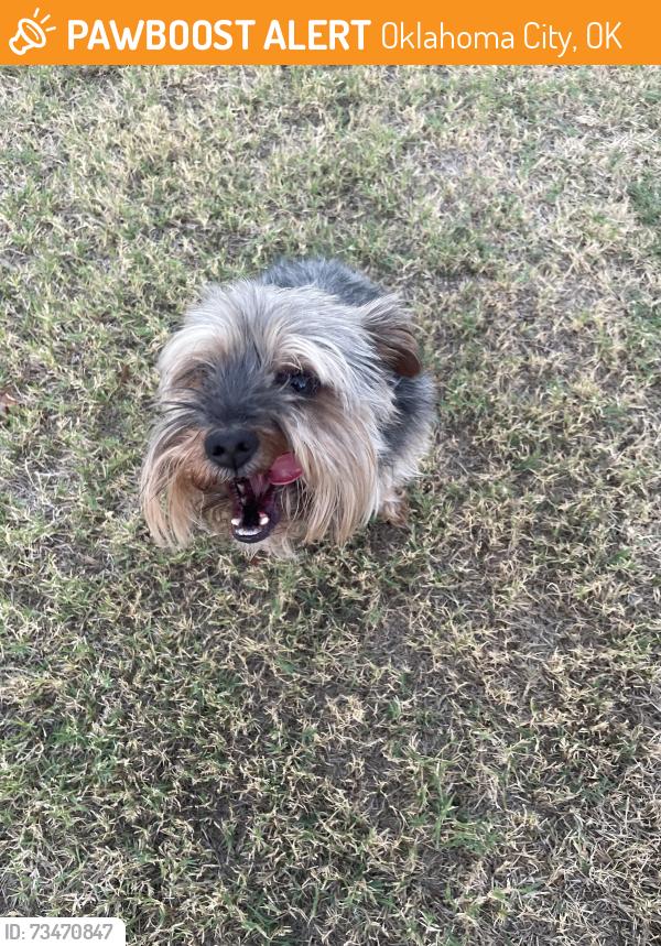 Found/Stray Male Dog last seen Hillcrest, Oklahoma City, OK 73159