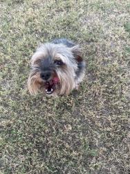 Found/Stray Male Dog last seen Hillcrest, Oklahoma City, OK 73159