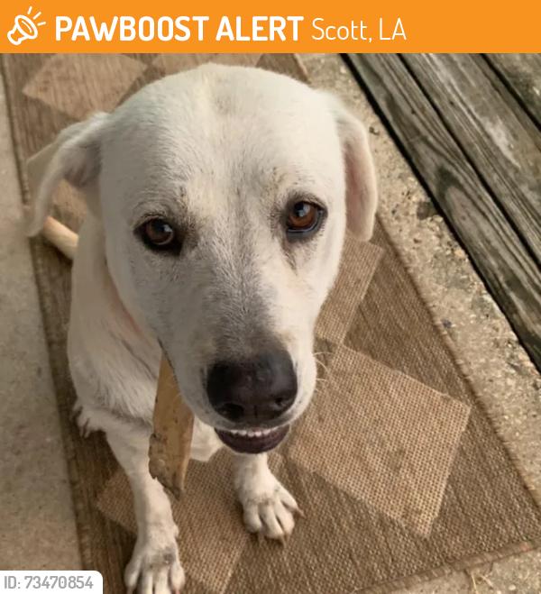 Found/Stray Female Dog last seen Whitmore Road, Scott, LA 70583