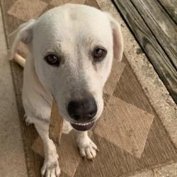 Found/Stray Female Dog last seen Whitmore Road, Scott, LA 70583